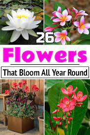 All Year Round Plants Top Ers 56
