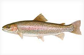 all about rainbow trout fly fisherman