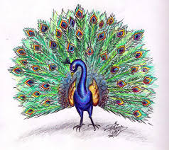 Image result for peacock drawing