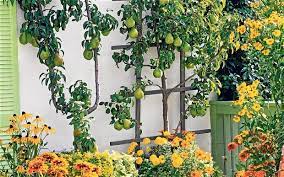 Plant Fruit Trees To Make Your Garden