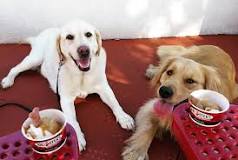 can-dogs-eat-ice-cream-from-brusters