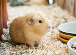 ringworm infection in guinea pigs petmd