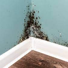 How To Get Rid Of Black Mold The Home