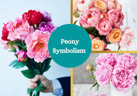 Maybe you would like to learn more about one of these? Peony Symbolism And Meaning Symbol Sage