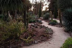 Arizona Cactus Garden Palo Alto