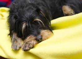 Watch our video to find out everything you need to know to spot the signs and symptoms of carbon monoxide poisoning. Dog Carbon Monoxied Poison Carbon Monoxide Poisoning In Dogs Petmd
