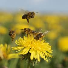 To find plants that do not attract bees,. Don T Pull Out Dandelions In Your Garden To Save The Bees