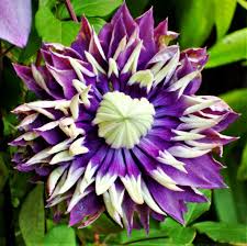 Is there any way i can plant this in the ground. Purple Queen Of The Vines Plants For Sale Clematis Taiga Easy To Grow Bulbs