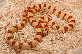 Do snakes make good pets for children? Care Sheets Snakes Reptiles Magazine