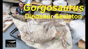 gorgosaurus dinosaur skeleton royal