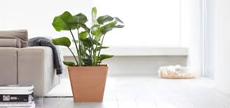 25 Easiest Indoor Plants To Keep Alive