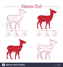Venison Meat Cut Diagram Scheme Elements Set On Chalkboard
