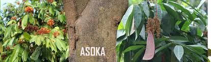 ashoka tree saraca asoca health