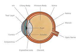 eye anatomy eola eyes