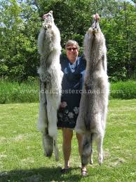 timber wolves or timber wolf skins or