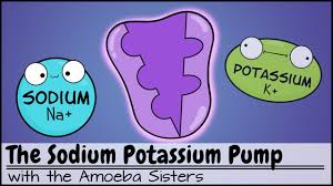sodium potium pump you