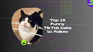 top 15 funny tiktok cats to follow