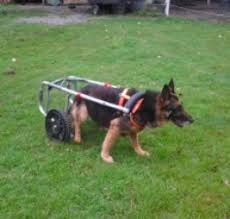 homemade dog wheelchair homemadetools net