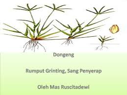 Bunga rumput grinting / rumput grinting latarbelakang rumput grinting ( cynodondactylon ) adalah jenis rumput yang memiliki kemampuan agak berlebihan. Lintang Belajar Dongeng Yuk Facebook