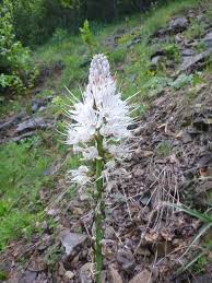 Lakes and Valley's flora specific week White asphodel - Asphodelus ...