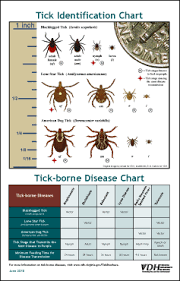 Tick Identification Chart Types Of Ticks Insect Bite