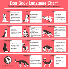 Learning And Understanding Dog Body Language