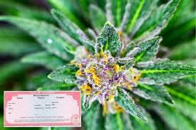 Maybe you would like to learn more about one of these? How To Get Your Medical Marijuana Card In Colorado Denver Co Arvada Co Commerce City Co Buddy Boy