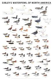 Duck Identification Chart Waterfowl Of North America