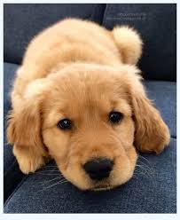 Find the perfect golden retriever puppy for sale in wisconsin, wi at puppyfind.com. 10 Biggest Baby Golden Retriever Mistakes You Can Easily Avoid Dog Breed