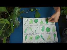 montessori leaf shape identification
