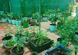 Vegetable Terrace Gardening A