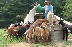 Image result for goats