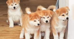 We have many quality akita breeders at k9 stud, feel free to browse this page to find the perfect. 5 Expensive Dog Breeds That People Actually Own Cbs News