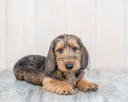 wirehaired dachshund dog breed info