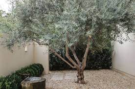 Landscapes With Olive Trees