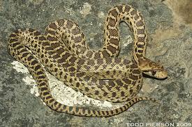 Gopher snakes are large, powerful snakes, viernum told live science. Pacific Gopher Snake Reptiles Amphibians And Mammals Of Foothill College Los Altos Hills Ca Inaturalist