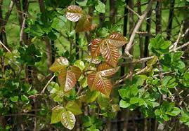 recognizing poison ivy oak sumac