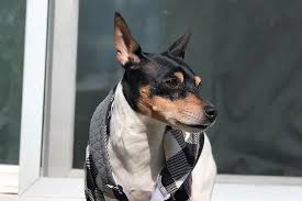 chihuahua rat terrier mix the ultimate