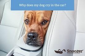 why does my dog cry in the car