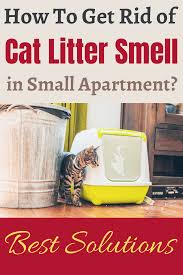 cat litter smell in small apartment