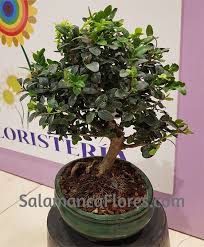 You may be hesitant to buy bonsai trees online, but our selection will change your mind. Bonsai Boj O Buxus 10 Anos Floristeria Ochos El Corte Ingles