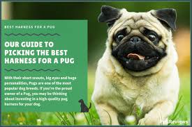 10 Best Harnesses For Pugs Our Walking Hiking No Pull Picks