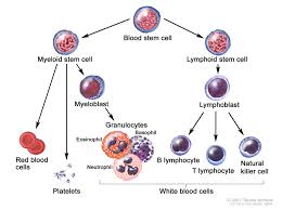 Chronic Lymphocytic Leukemia Treatment Pdq Patient
