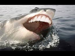 funny great white shark shark