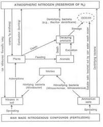 Download scientific diagram | schematic representation of nitrogen cycle from publication. My Scientific Blog Research And Articles Biogeochemical Cycles