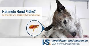 Flöhe treten häufig in häusern und wohnungen auf, in denen haustiere (z.b. Hat Mein Hund Flohe Parasiten Erkennen Und Bekampfen Vs