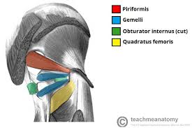 Muscles Of The Gluteal Region Superficial Deep