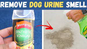 how to get old dog urine smell out of