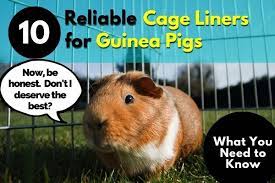 10 reliable cage liners for guinea pigs
