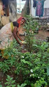 Kitchen Gardens In Rural Tamil Nadu Aid